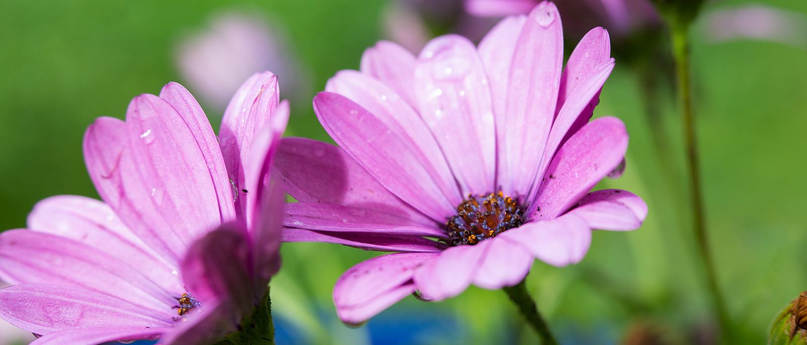 Osteospermum